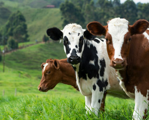 Brown and white cow on green grass field during daytime